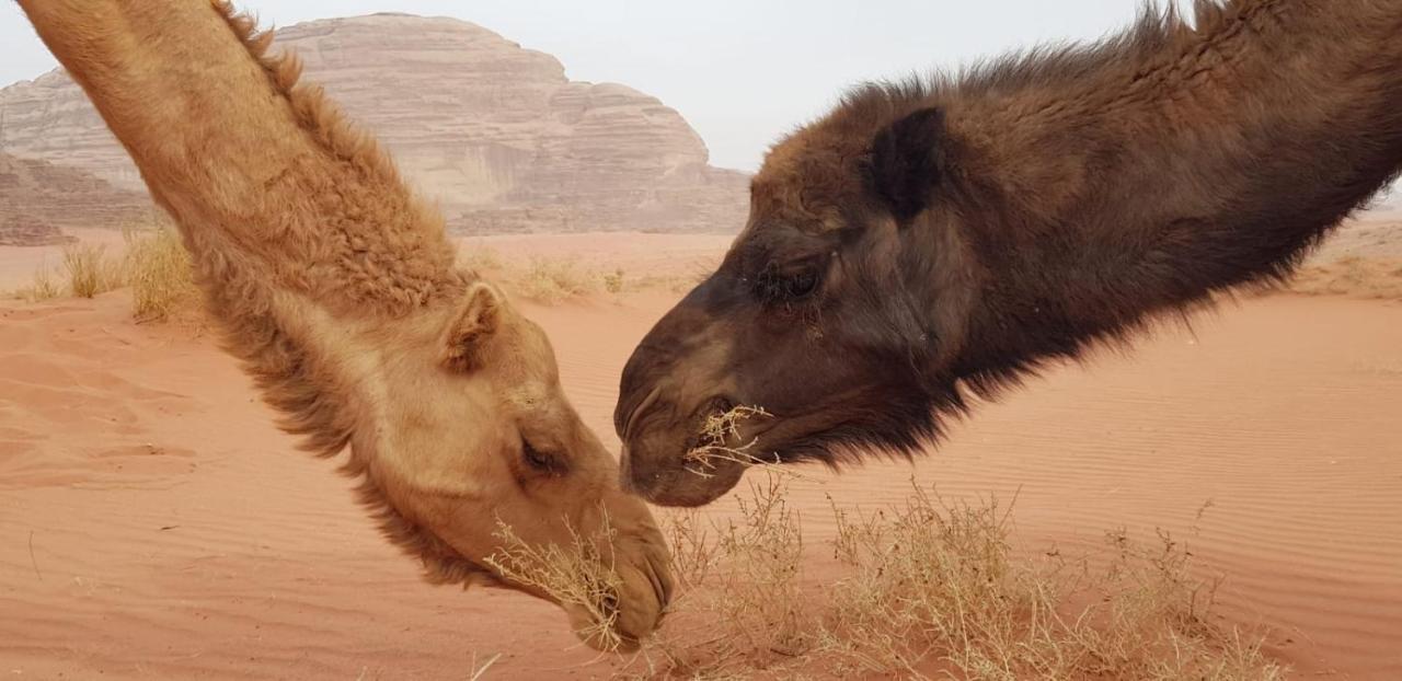 Joy Of Life - Wadi Rum Camp Exterior foto