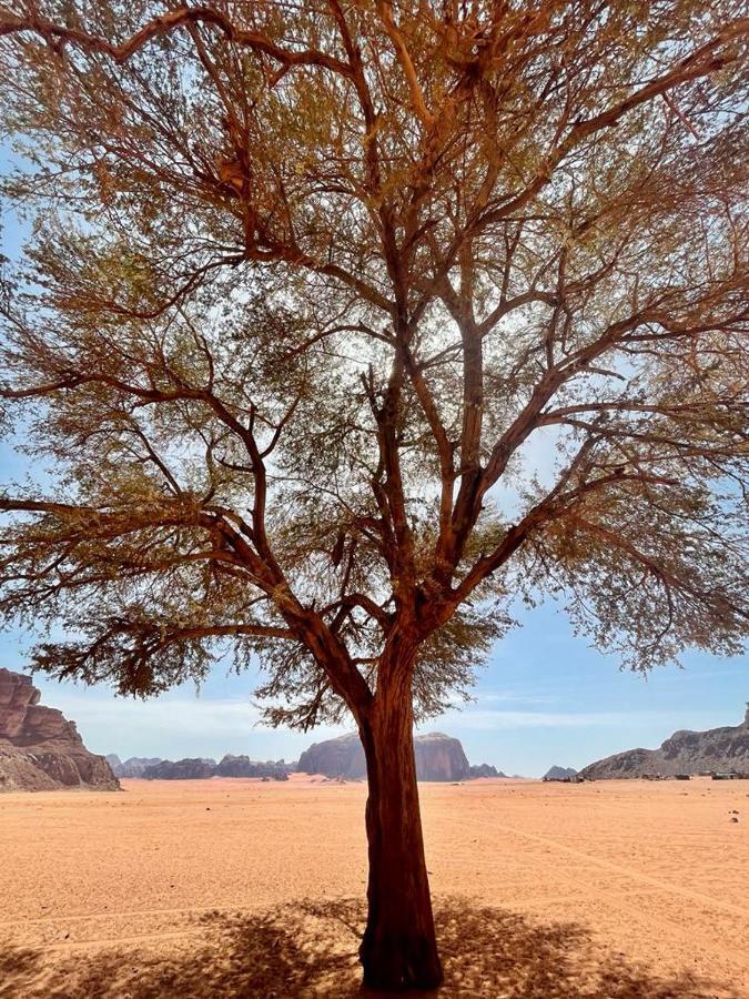 Joy Of Life - Wadi Rum Camp Exterior foto